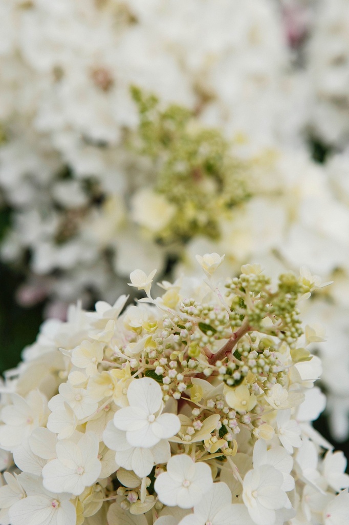 HYPPWINK_20170706160801 3_xlarge.jpeg