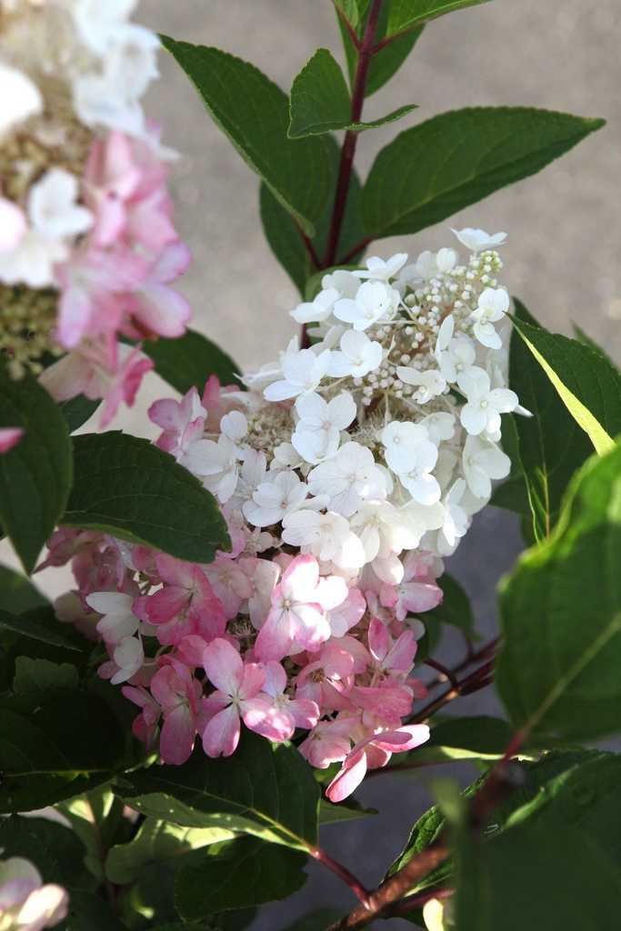 HYPPWINK_20240806093140.JPG
