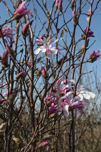 MASROSEA_20260309153504.JPG