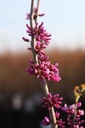 CECAVOND_20260321101347.JPG