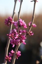 CECAVOND_20260321101349.JPG