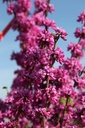 CECAVOND_20260321111106.JPG