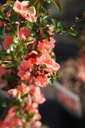 CHSSHORI_20260321104754.JPG