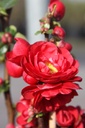 CHSSSTOR_20260321105050.JPG