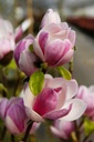 MASATISF_20260321111647.JPG