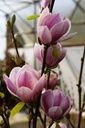 MASATISF_20260321111655.JPG