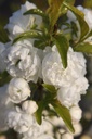PRGAPLEN_20260321093915.JPG