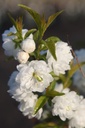 PRGAPLEN_20260321093919.JPG