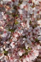 PRNBRILL_20260321101559.JPG