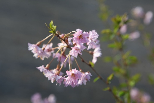 PRSFUKUB_20260321100359.JPG