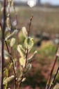 SAABSTRE_20260321103925.JPG