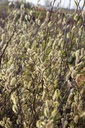 SAABSTRE_20260321103937.JPG
