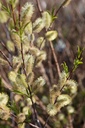 SAABSTRE_20260321103959.JPG