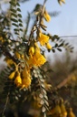 SOMSKING_20260321095724.JPG