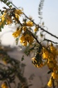 SOMSKING_20260321095737.JPG