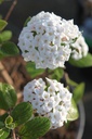 VIBARUSS_20260321094840.JPG