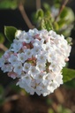 VIBARUSS_20260321094842.JPG