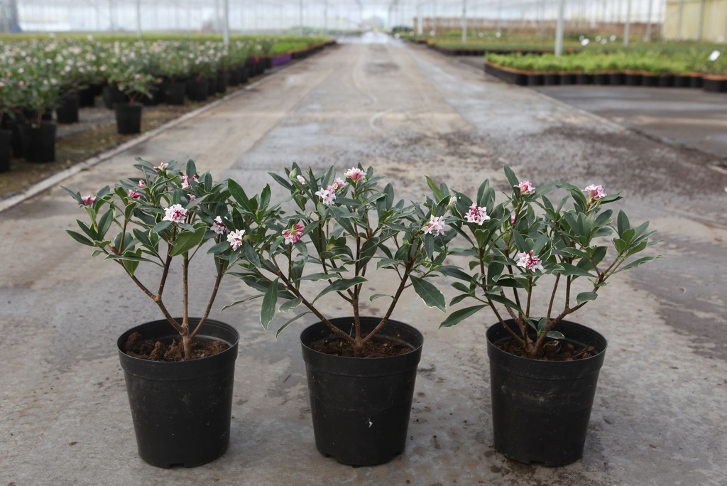 5401192086752_20260323152945.JPG