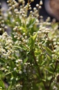 DEGRACIL_20260328115137.JPG