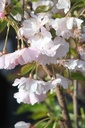 PRACCOLA_20260328102440.JPG
