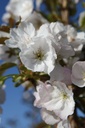 PRSSBOUL_20260328100348.JPG