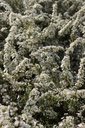 SPCGRACI_20260328105451.JPG
