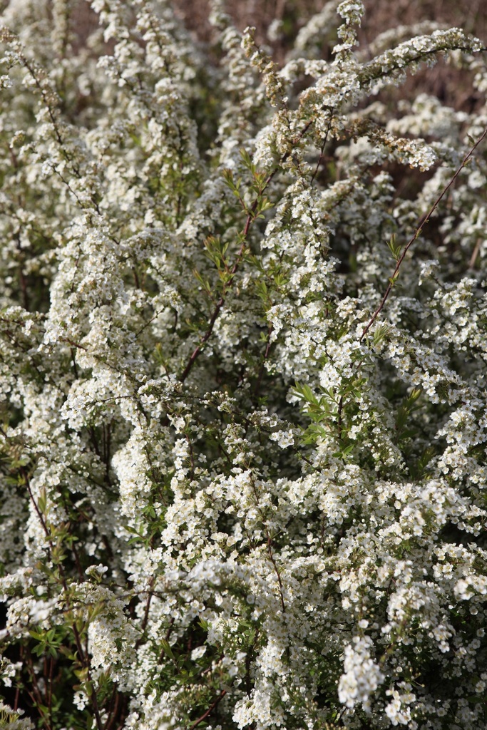 SPCGRACI_20260328105455.JPG