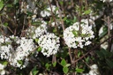 VIBARUSS_20260328104916.JPG