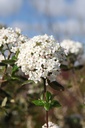 VIBARUSS_20260328105141.JPG