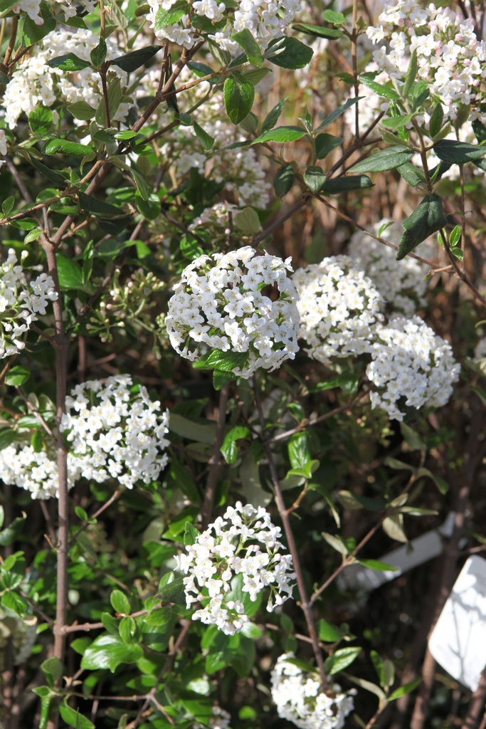 VIBARUSS_20260328105210.JPG