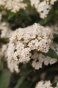 VITEPRIC_20260328093820.JPG