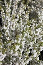 PRGAPLEN_20260409111002.JPG