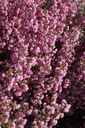 PRGRPLEN_20260409111040.JPG