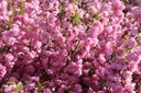 PRGRPLEN_20260409111044.JPG