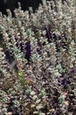 SACIALLE_20260409105544.JPG