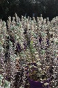 SACIALLE_20260409105548.JPG