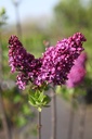 SYVCJOLY_20260409111604.JPG