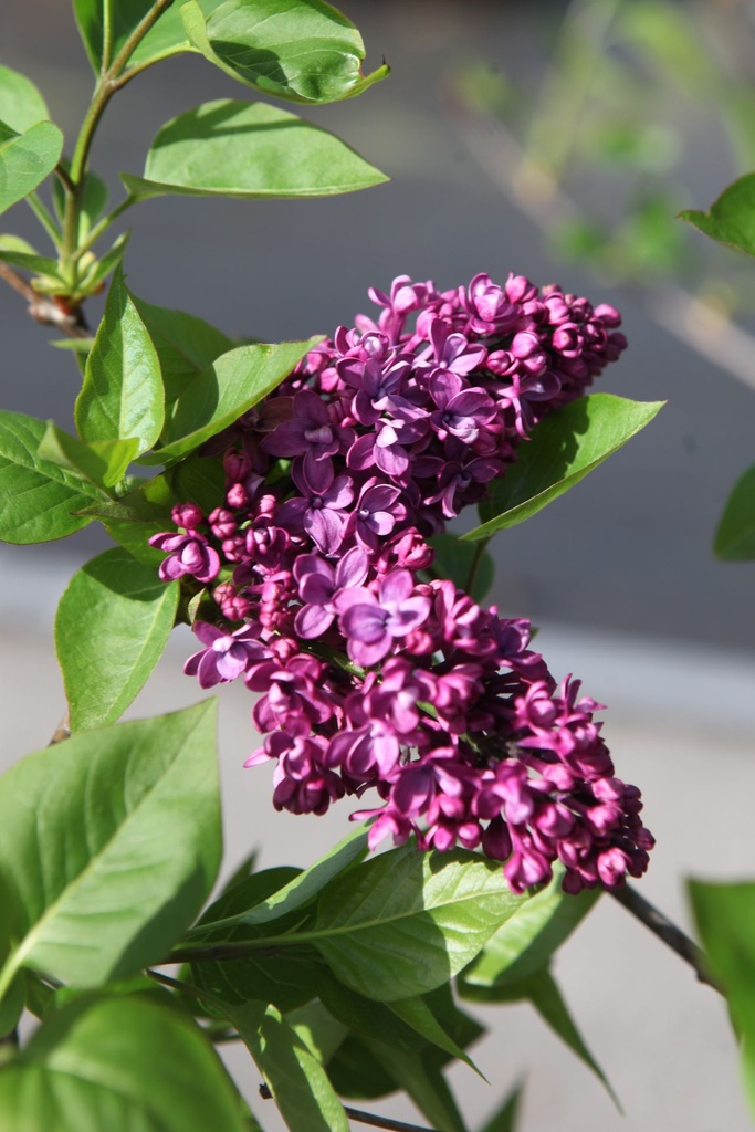 SYVCJOLY_20260409111618.JPG