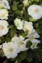 CLGCREAM_20260407102654.JPG