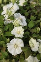 CLGCREAM_20260407102656.JPG