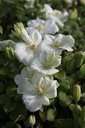 CLGCREAM_20260407102716.JPG
