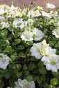 CLGCREAM_20260407102732.JPG