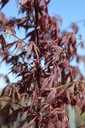 ACPSNAGA_20260407112610.JPG