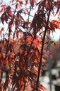 ACPSNAGA_20260407112626.JPG
