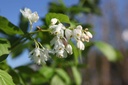 STCOLCHI_20260407101828.JPG