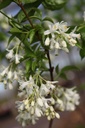 STCOLCHI_20260407102024.JPG