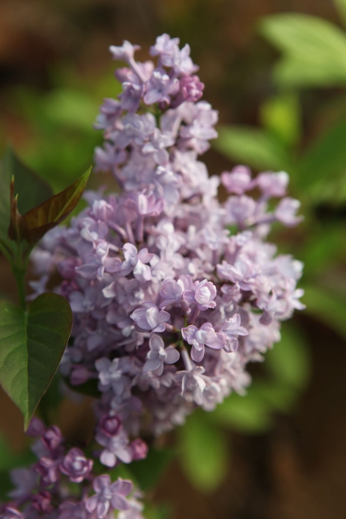 SYHSDBLUE_20260407102238.JPG