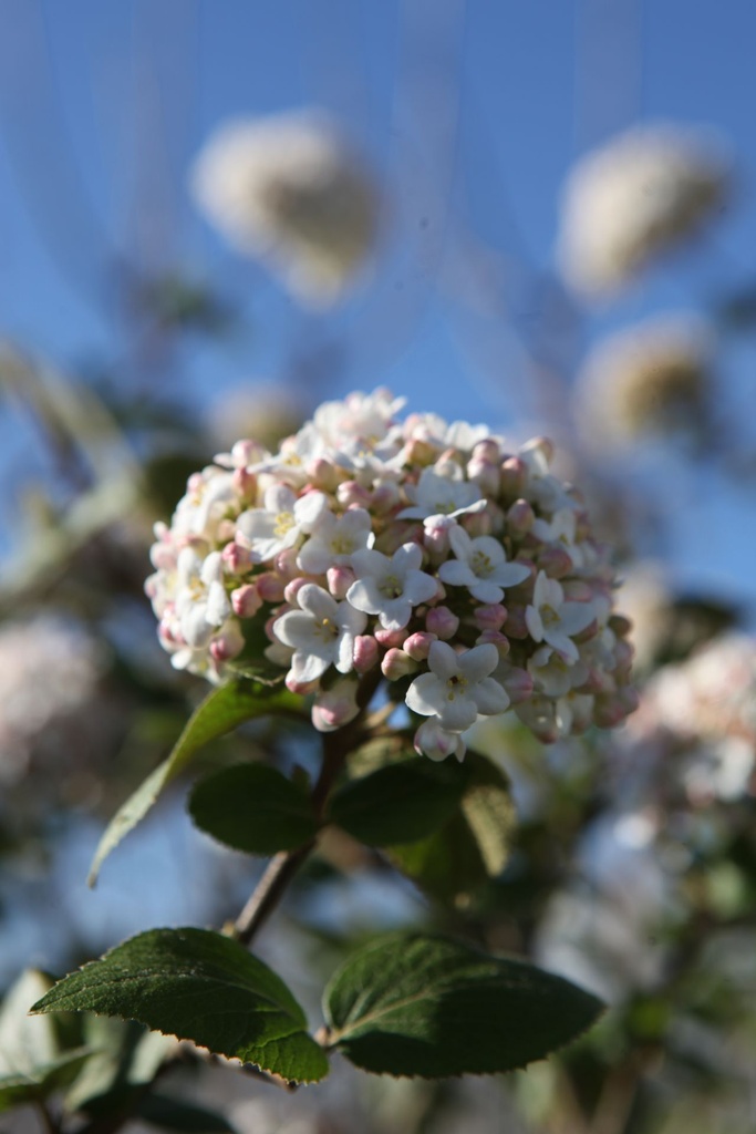 VICARLCE_20260407101040.JPG