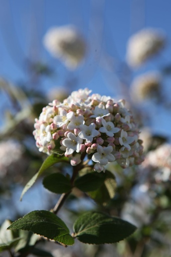 VICARLCE_20260407101040.JPG