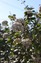 VICARLCE_20260407101116.JPG